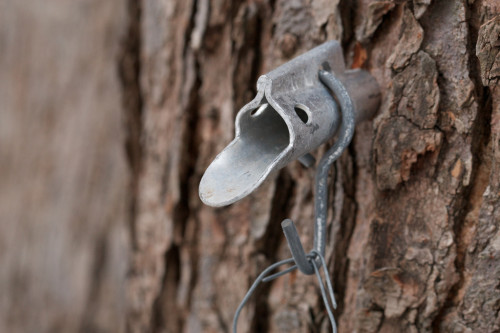 (picture of a tap in a maple tree)